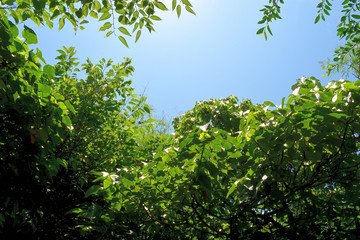新緑の隙間から覗く青空／沖縄県
