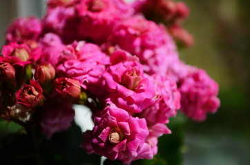 Kalanchoe house plant, close up