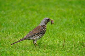 a song trush with speckled plumage collect worms for the young birds 