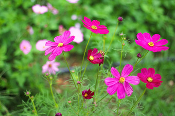 Fototapeta premium Close up mexican aster or cosmos flower blooming in garden outdoor background