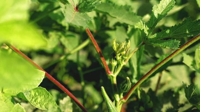 Lady Fingers or Okra vegetable on plant in farm,Close up of fresh Bhindi,lady Fingers,Okra green vegetable,selective focus,Okra plant growing in home garden in Asia,nature concept with sunset warm lig