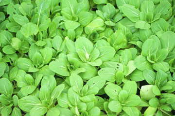 Bok choy vegetable or Chinese Cabbage top view in  organic farm