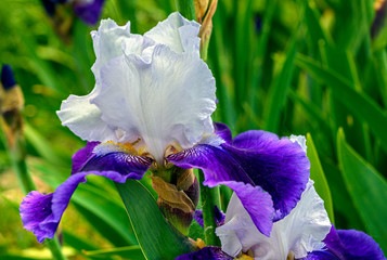 Blossom of an iris