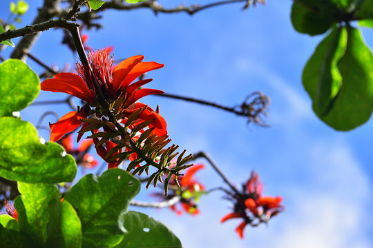 デイゴの花 のストック写真 ロイヤリティフリーの画像 ベクター イラスト Adobe Stock