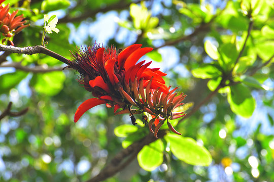 28 Best 沖縄県花 Images Stock Photos Vectors Adobe Stock 28 Best 沖縄県花 Images Stock Photos Vectors Adobe Stock