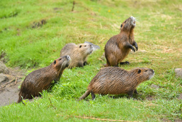 Four brown coypu standing on shore on grassy meadow