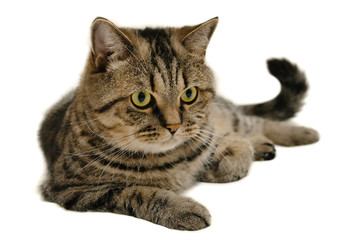 Isolated Photo Of Pedigreed Tabby Grey Cat Lying on the Floor. 