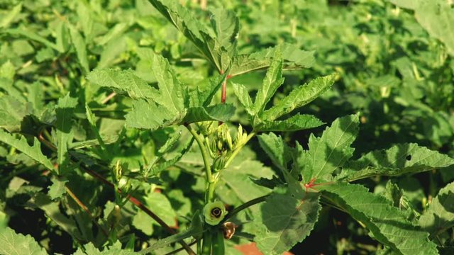 Close up of fresh Bhindi,lady Fingers,Okra green vegetable Abelmoschus Esculentus with flowers growing in the farm against green background in selective focus from Kutch,Gujarat,india,Asia,agriculture