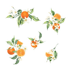 Watercolor blooming orange wedding invitation clipart. Hand-painted orange tree bouquets, tropical fruit clipart, Summer scrapbooking clipart 