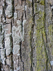 texture surface grunge 