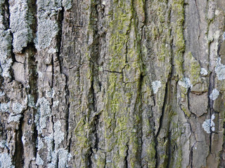 texture surface grunge 