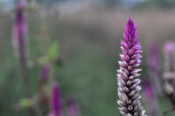 Celosia argentea flower - cockscomb