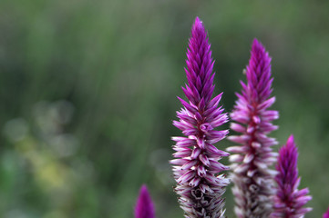 Celosia argentea flower - cockscomb