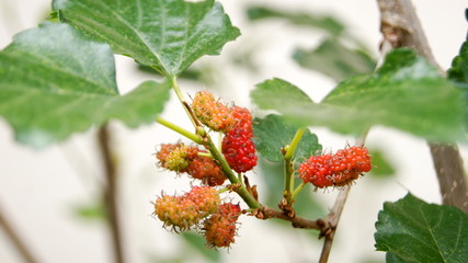 Black mulberry tree, MORACEAE, this species grows into a bouquet. When cooked, the effect will be black. Sweet and sour To eat, to make jam or to be processed into various products.