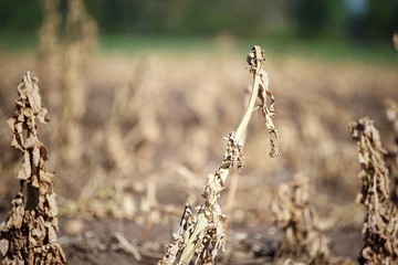 dry plant on a state farm field. (concept of drought)