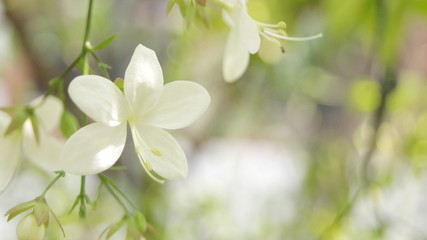 Flowers of Nodding Clerodendron, Clerodendrum wallichii Merr., LABIATAE, the bouquet of flowers. The petal bells are red, the petals are white with 5 petals.