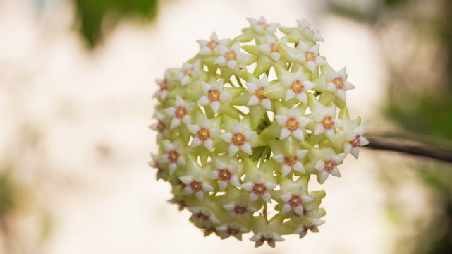 Hoya plant, acuta, Flowering is a fragrant bouquet. Apocyneceae. Inflorescence soft green flowers resembling star-shaped.
