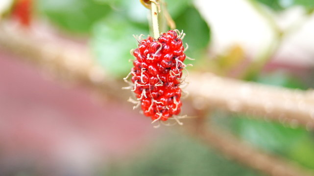 Black mulberry tree, MORACEAE, this species grows into a bouquet. When cooked, the effect will be black. Sweet and sour To eat, to make jam or to be processed into various products.