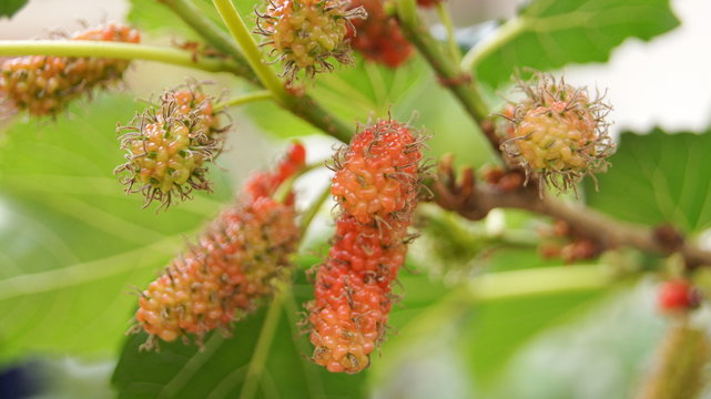 Black mulberry tree, MORACEAE, this species grows into a bouquet. When cooked, the effect will be black. Sweet and sour To eat, to make jam or to be processed into various products.