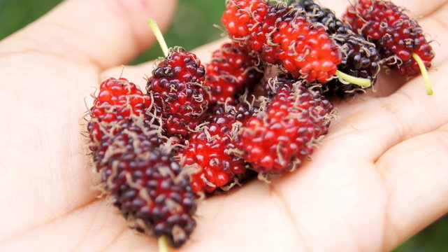 Black mulberry tree, MORACEAE, this species grows into a bouquet. When cooked, the effect will be black. Sweet and sour To eat, to make jam or to be processed into various products.
