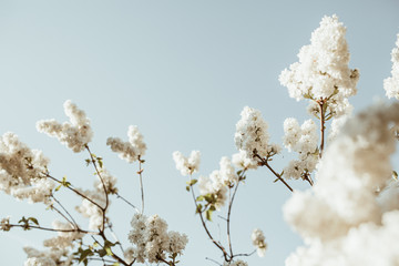 Blooming white lilac flowers bush. Natural summer floral composition