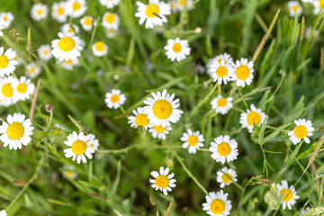 Fototapeta premium Daisy flowers on green meadow. Top view. Selective focus.