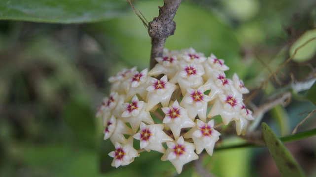 Hoya parasitica, Apocyneceae, Inflorescence white flowers resembling star-shaped fragrant soft.