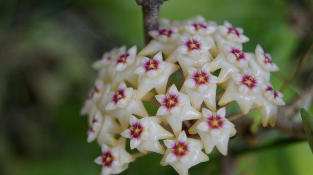 Hoya parasitica, Apocyneceae, Inflorescence white flowers resembling star-shaped fragrant soft.