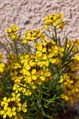 Erysimum cheiri