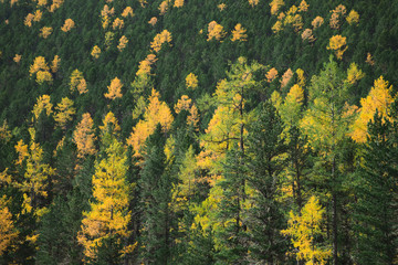 Image of a dense coniferous forest with green and yellow trees in autumn season