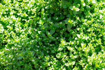 Obraz premium green leaves background