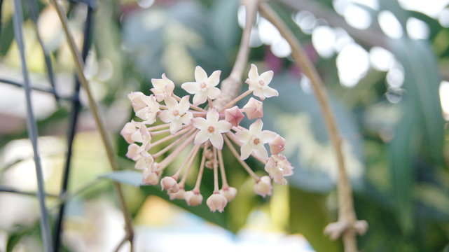 Hoya macrophylla, Apocyneceae, Inflorescence white flowers resembling star-shaped fragrant soft.