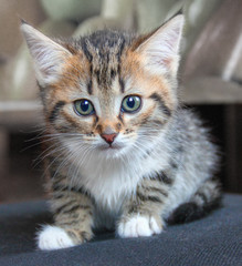 little tricolor kitten looks at the camera