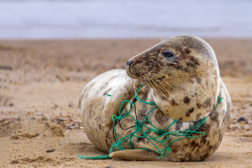 Environmental Tragedy.  A Grey Seal at Horsey Beach in Norfolk England, tragically caught in a section of fishing net.