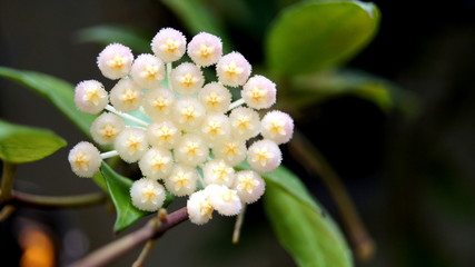 close up of a flower hoya.