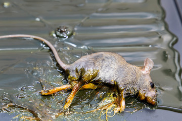 rat on rat glue trap