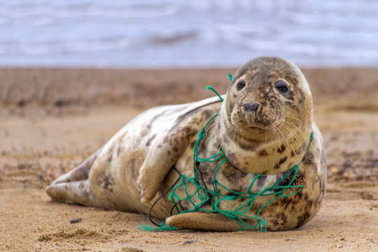 Environmental Tragedy.  A Grey Seal at Horsey Beach in Norfolk England, tragically caught in a section of fishing net.