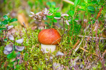 Little mushroom - red-headed, boletus on moss in the forest