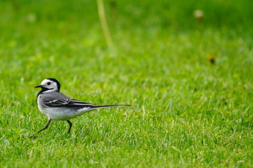 wagtail in green grass is looking for insects and worms