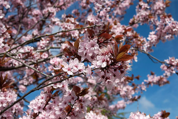 Prunus cerasifera nigra