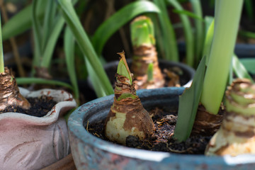 Flower bulbs Amaryllis or Hippeastrums flower ,Head in the soil