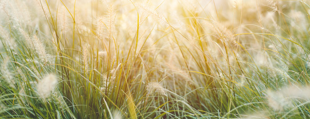 Grass meadow softly sunrise or sunset wide panorama for natural banner background.