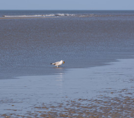 Möwe auf der Nahrungssuche im Watt an der Nordsee