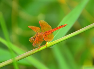 RED DRAGONFLY