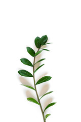 South African plant Zamioculcas, branch with leaves of houseplants on white background with shadows