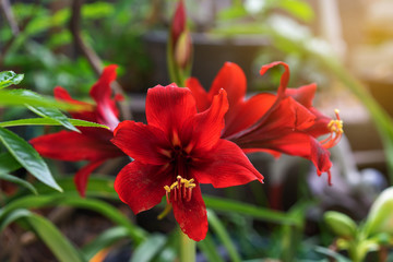 Red Amaryllis flower blooms in the garden with morning light, Red amaryllis flower blooming, Amaryllis, Hippeastrums flowers