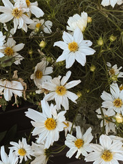 Beautiful chamomile / daisy flowers. Summer floral background