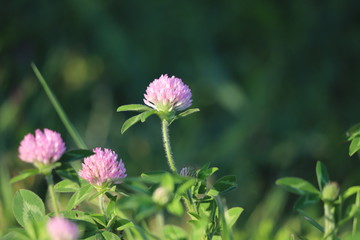 ムラサキツメクサの花