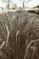 Fototapeta premium Cocksfoot bluegrass plant stalks field. Natural landscape