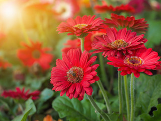 Bouquet of red gerberas with the morning light in the garden, Red Gerbera flowers